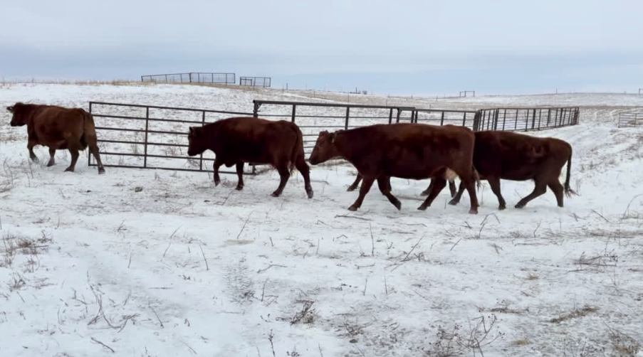 142, home raised, 1 iron 6-9 yr, old bred cows!-BC1224A5